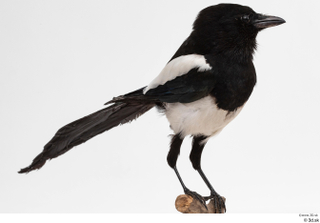 Common magpie Pica pica whole body 0004.jpg